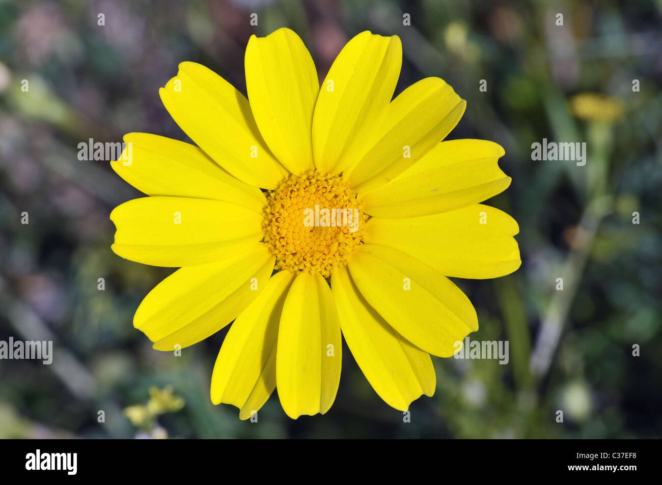 Wild flowers of Greece during springtime, crown daisy Stock Photo