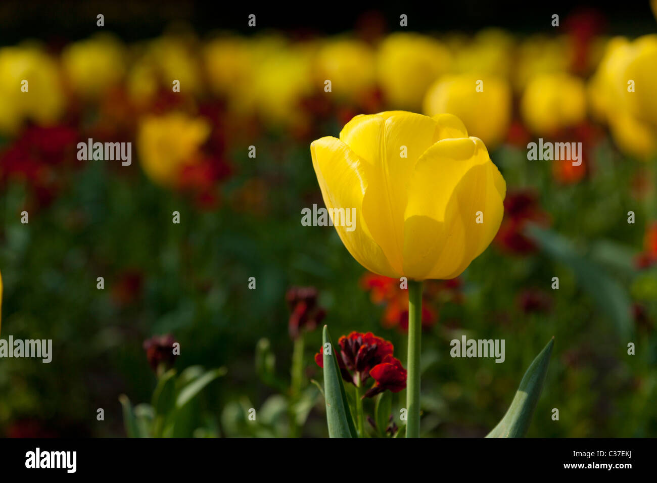 Tulip flower hi-res stock photography and images - Alamy