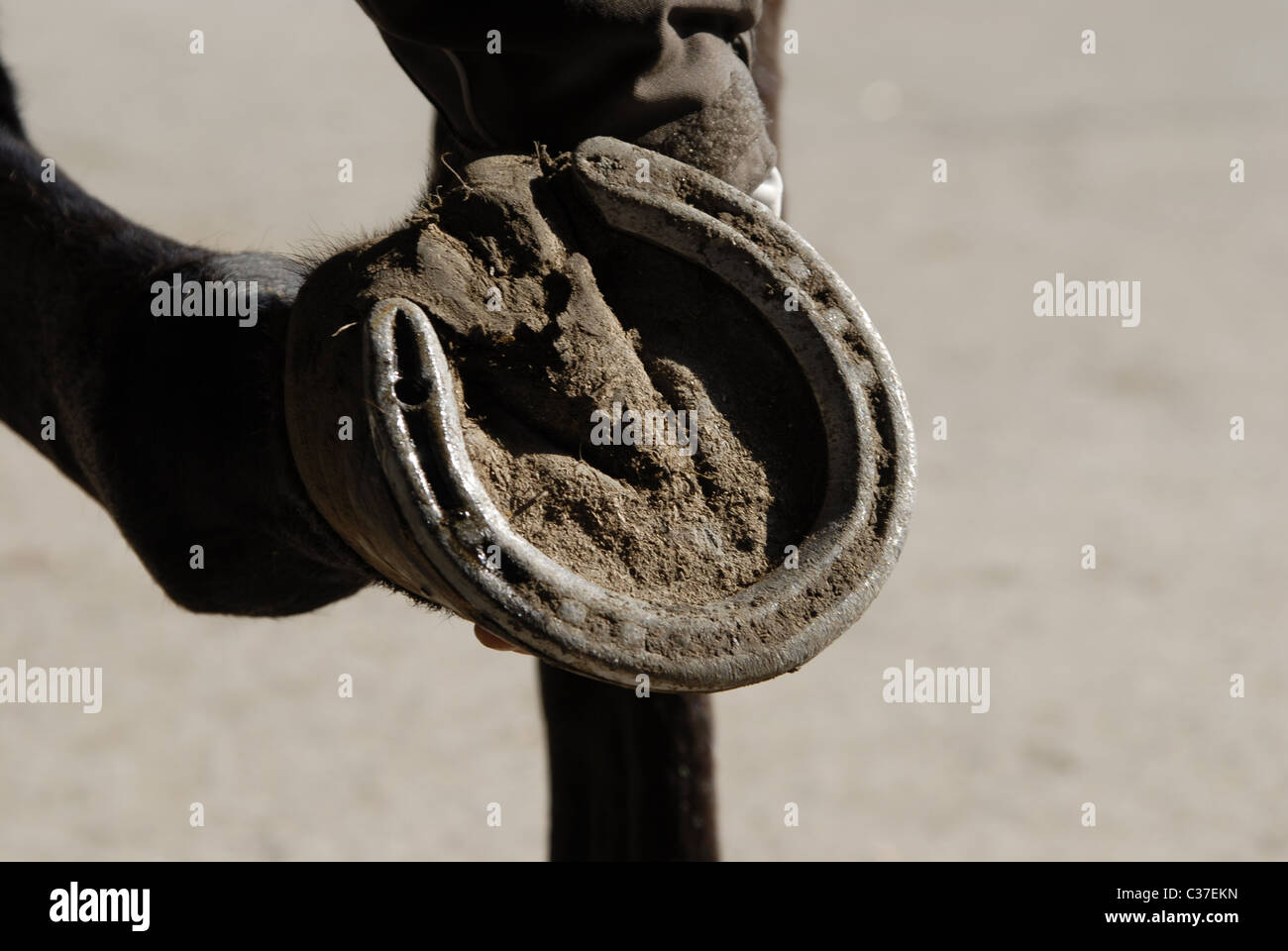 Studs being fitted to a horseshoe Stock Photo Alamy