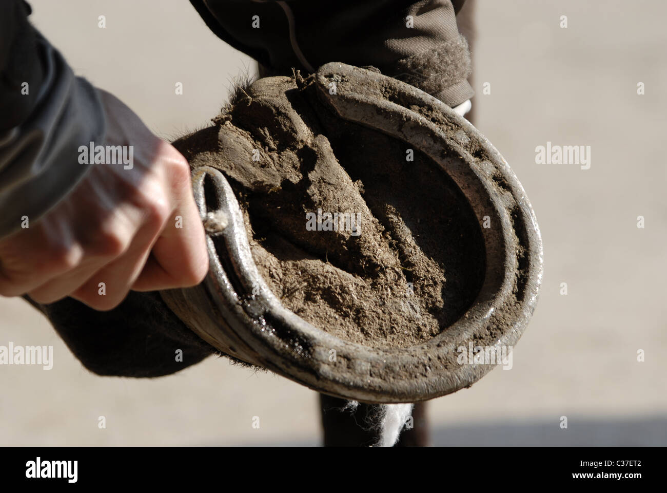 Horse studs hires stock photography and images Alamy