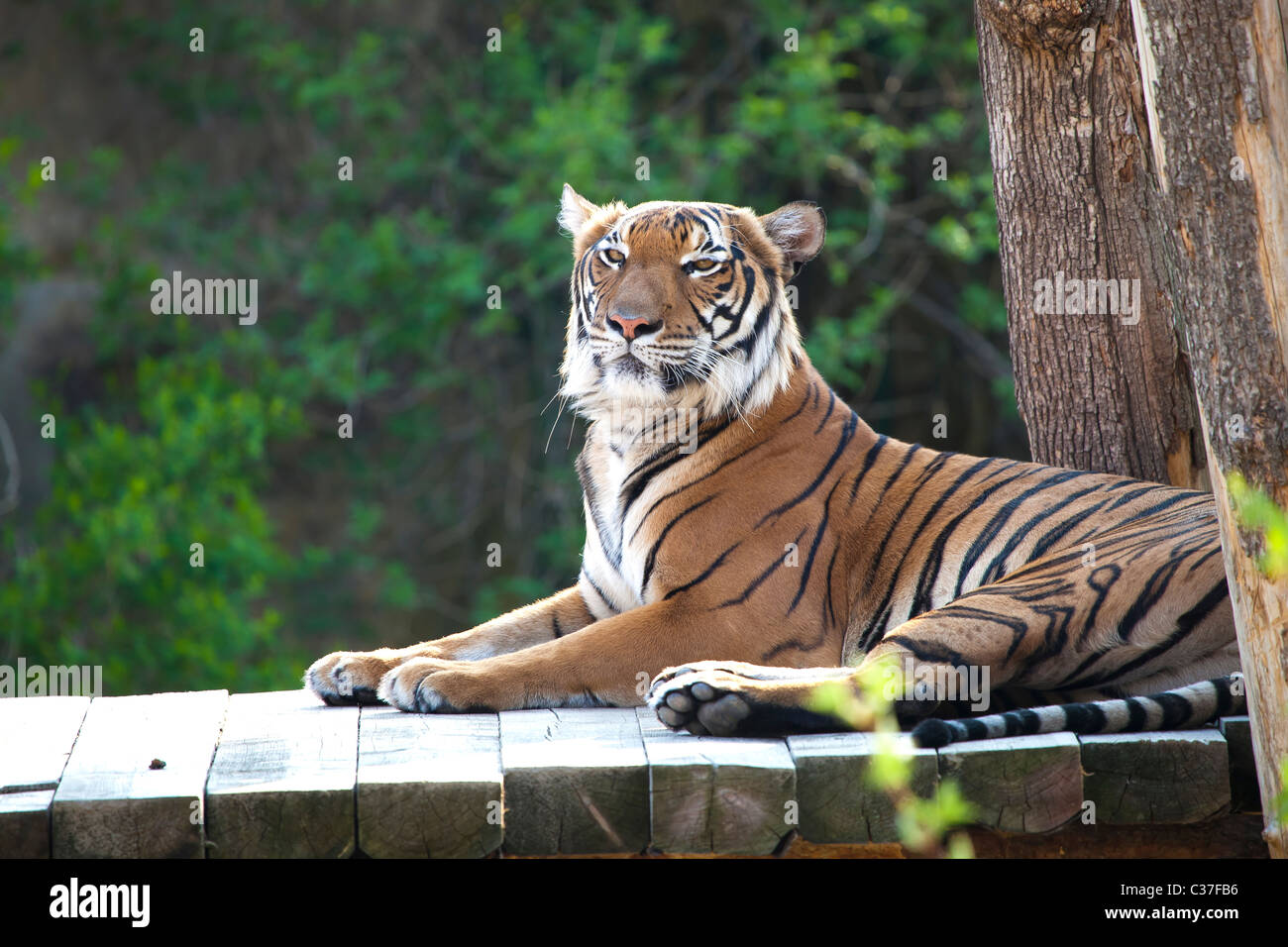 The Bengal tiger lying on the wooden bridge Stock Photo Alamy