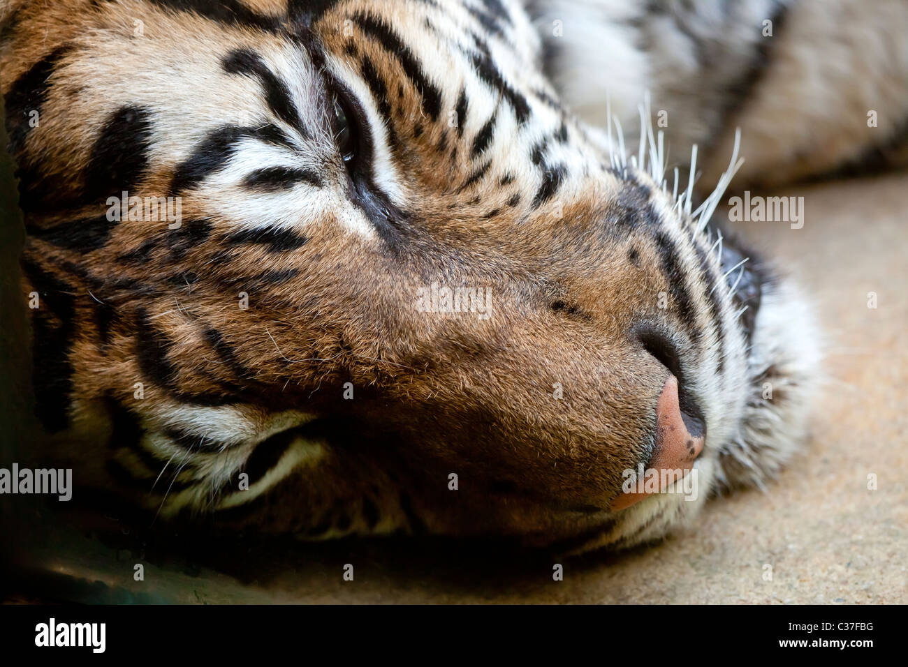 The Bengal tiger lying and resting on the ground Stock Photo