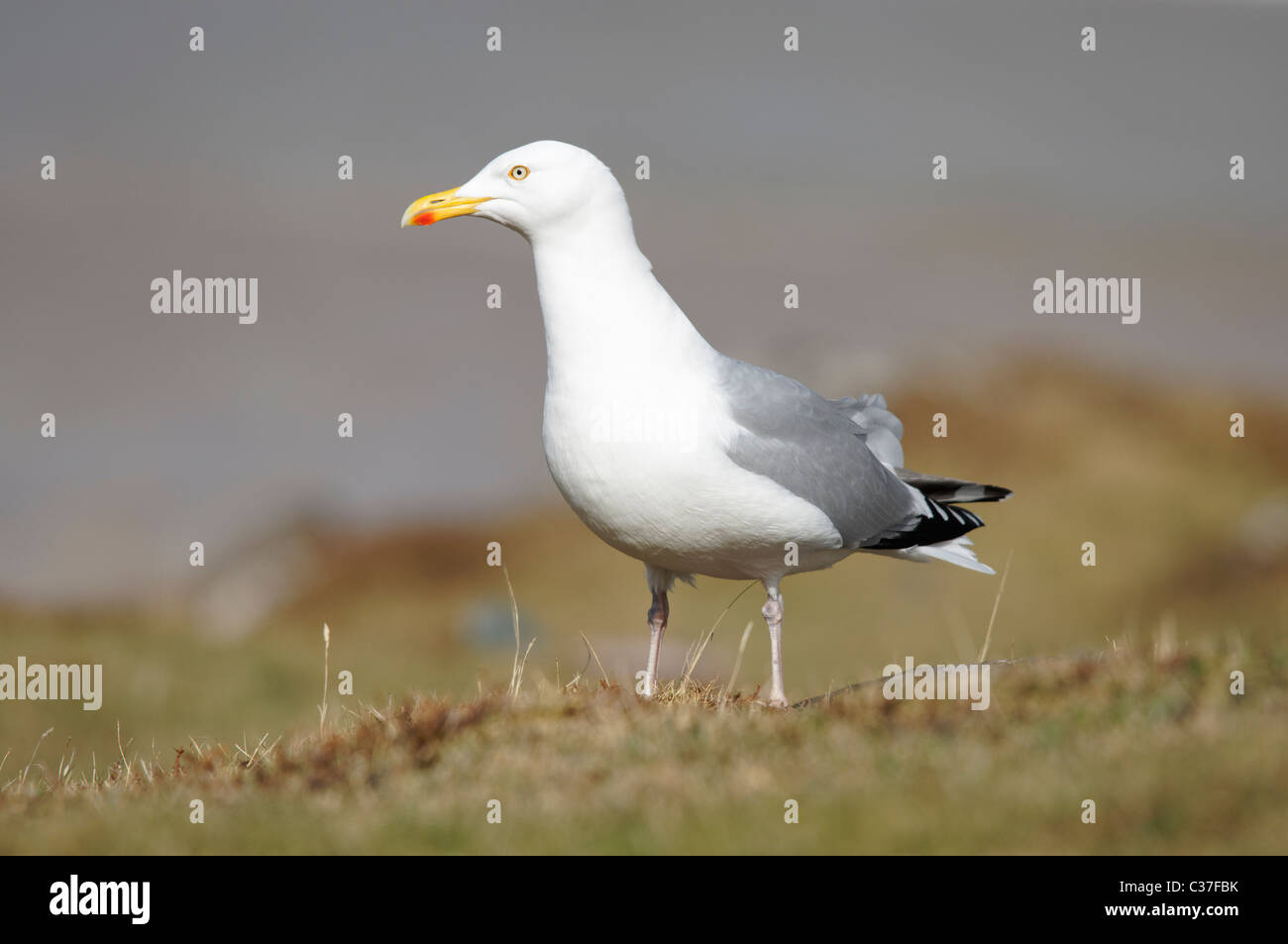 Adult Herring gull - Larus argentatus. North-west Scotland, UK. Stock Photo