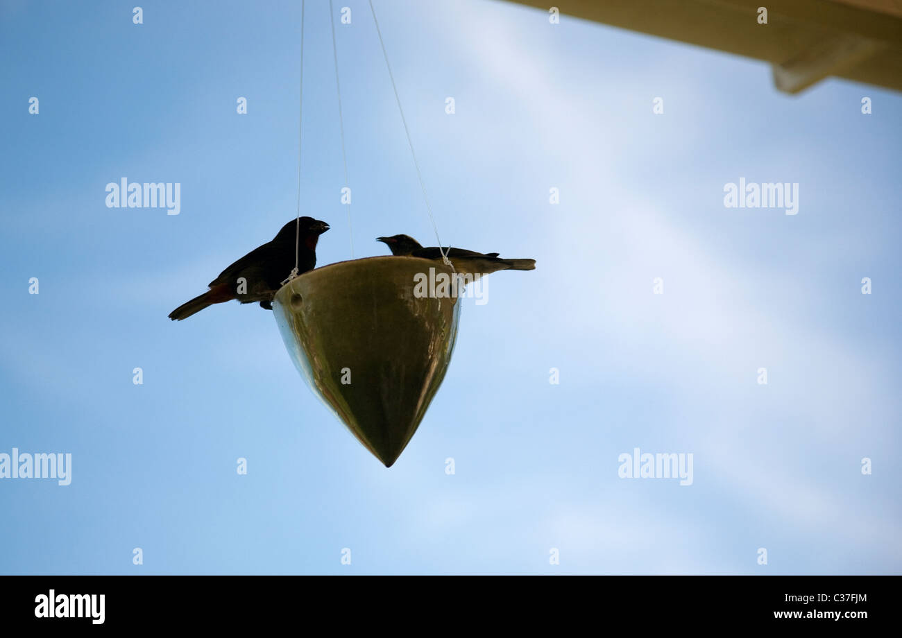 Ceramic Bird Feeder Stock Photo 36430652 Alamy