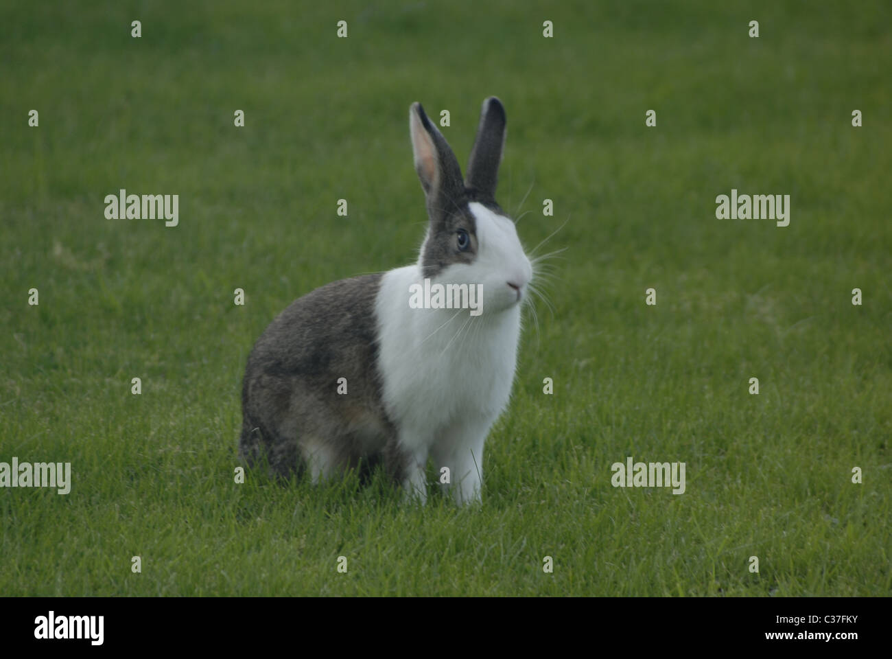 Rabbit grey wild hi-res stock photography and images - Alamy