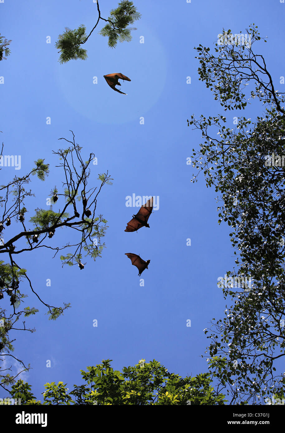 Giant bats in a garden in Sri Lanka Asia Stock Photo