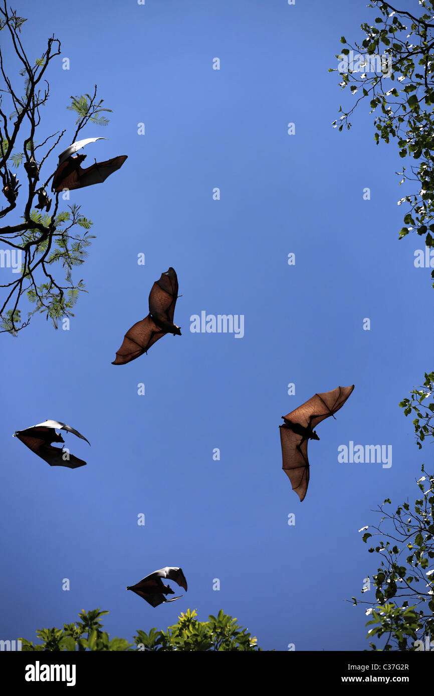Giant bats in a garden in Sri Lanka Asia Stock Photo