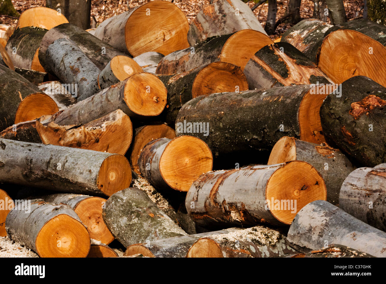 log of wood Stock Photo Alamy