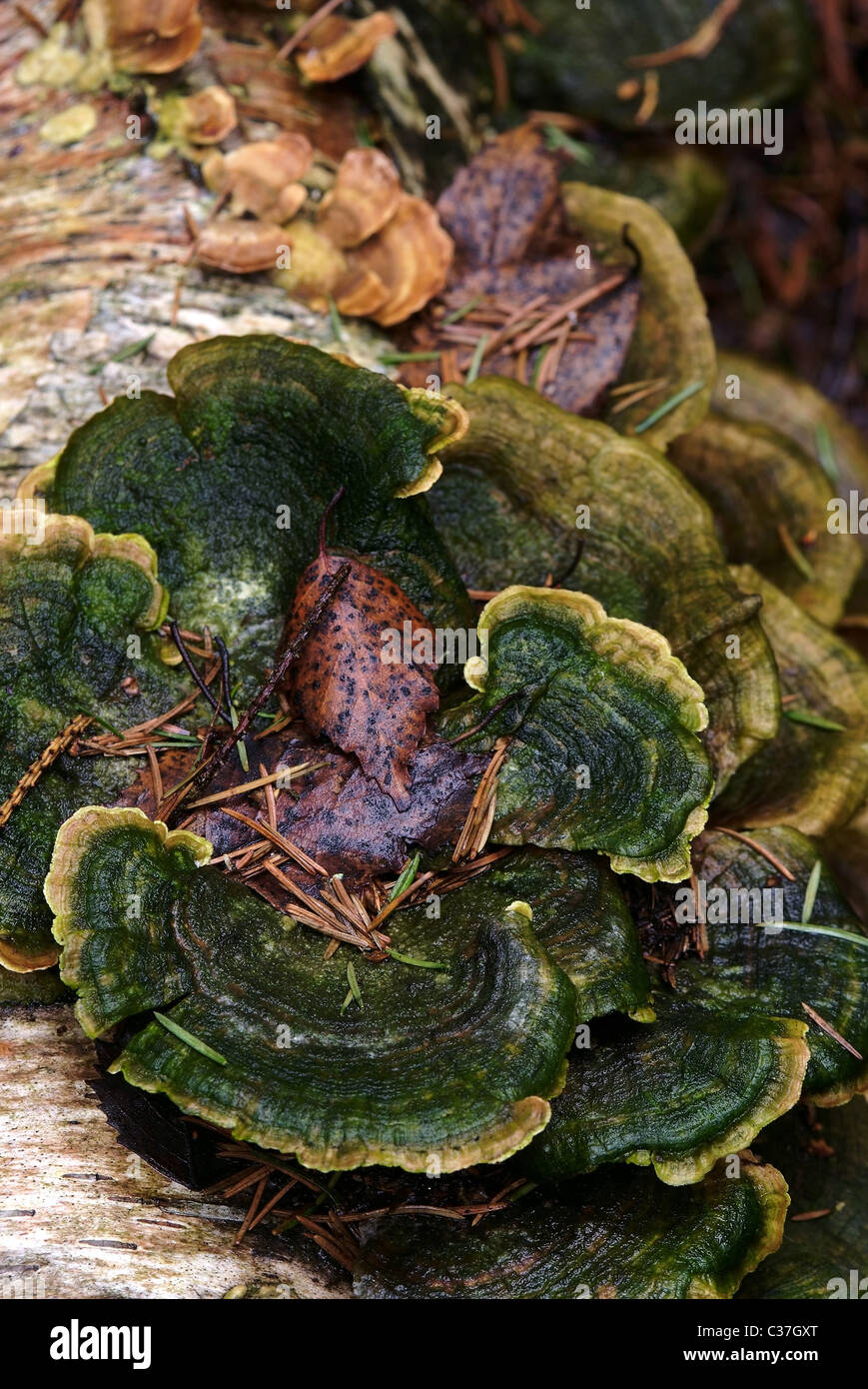 Green tinder / bracket fungus and dry leaf Stock Photo