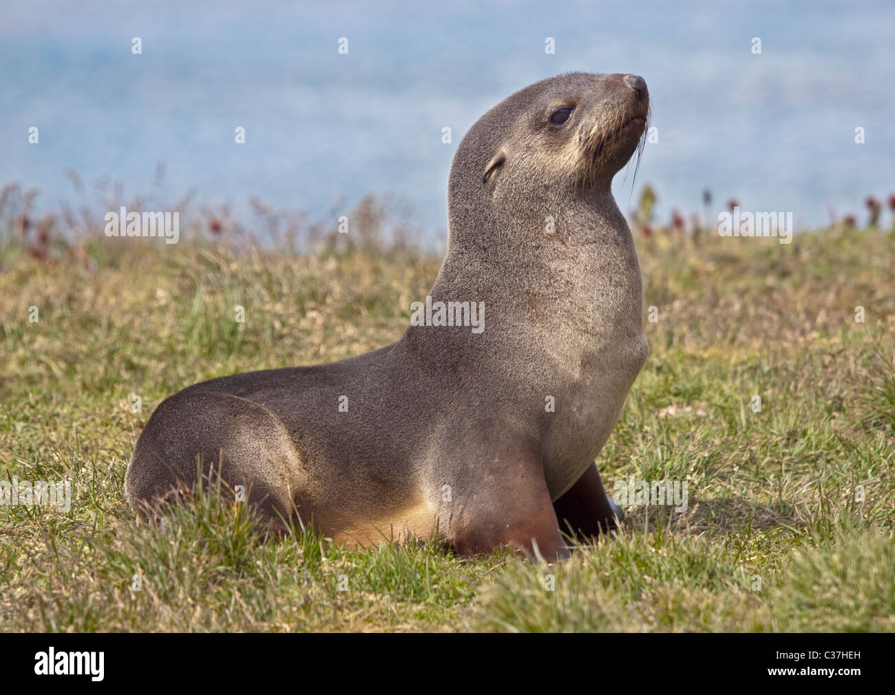 Antarctic Fur Seal (arctocephalus gazella), Grytviken Harbour, South Georgia Stock Photo