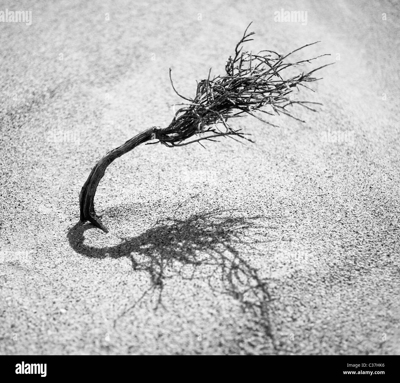 Plant of desert habitat hi-res stock photography and images - Alamy