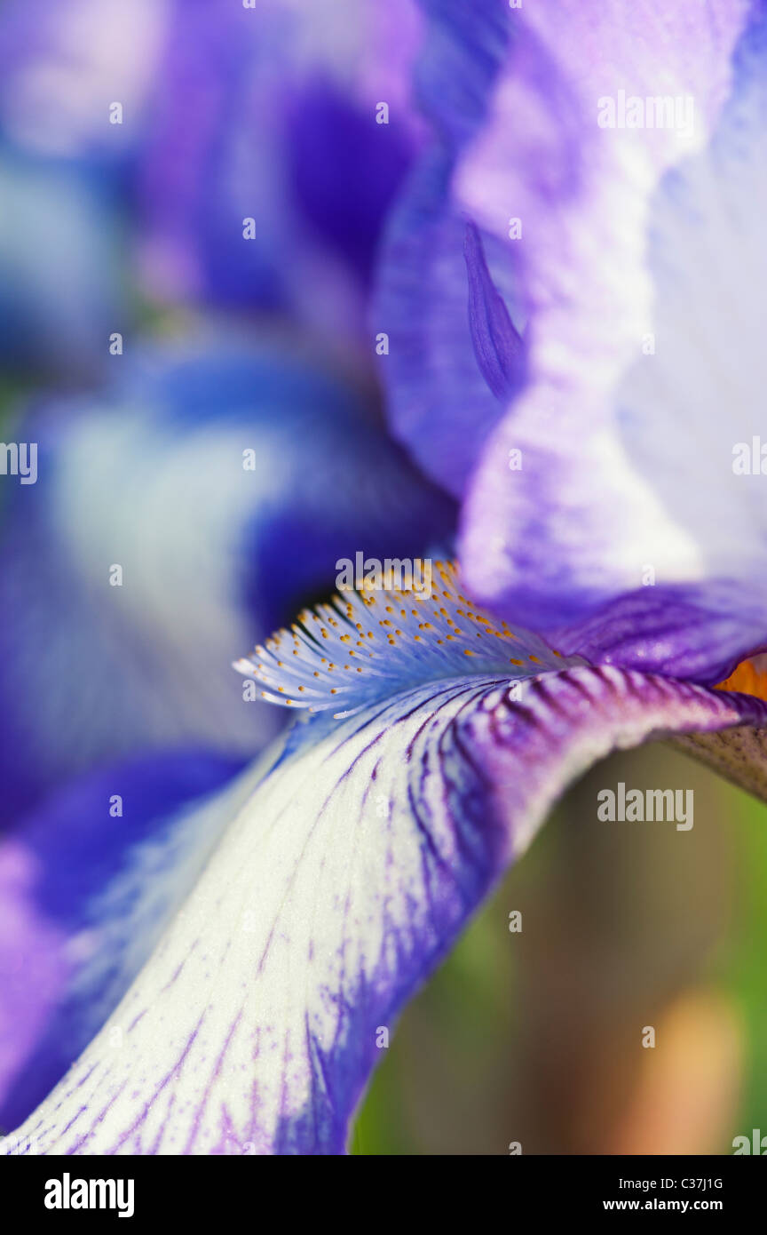 Intermediate bearded iris 'artic fancy' flower Stock Photo