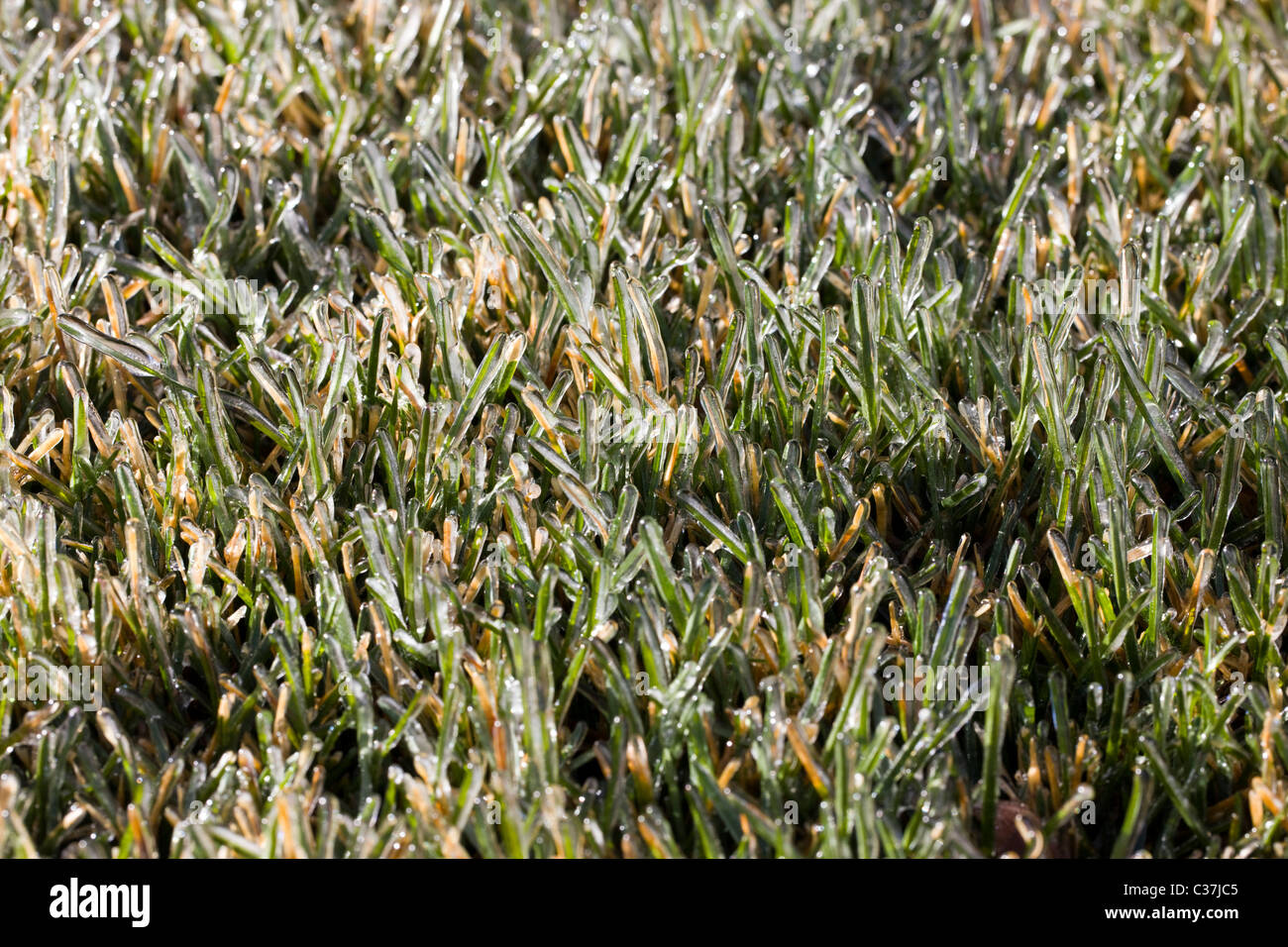 Tranquil macro photograph clear hi-res stock photography and images - Alamy