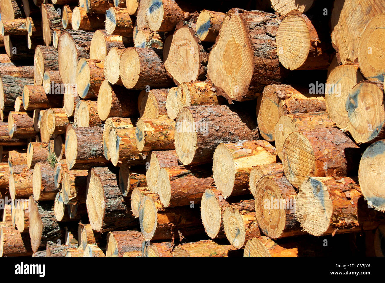 Cut Pine Logs Stacked Background Stock Photo - Alamy