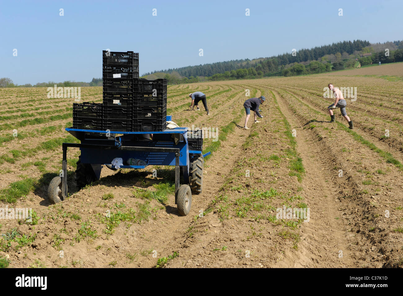 Asparagus being picked hires stock photography and images Alamy