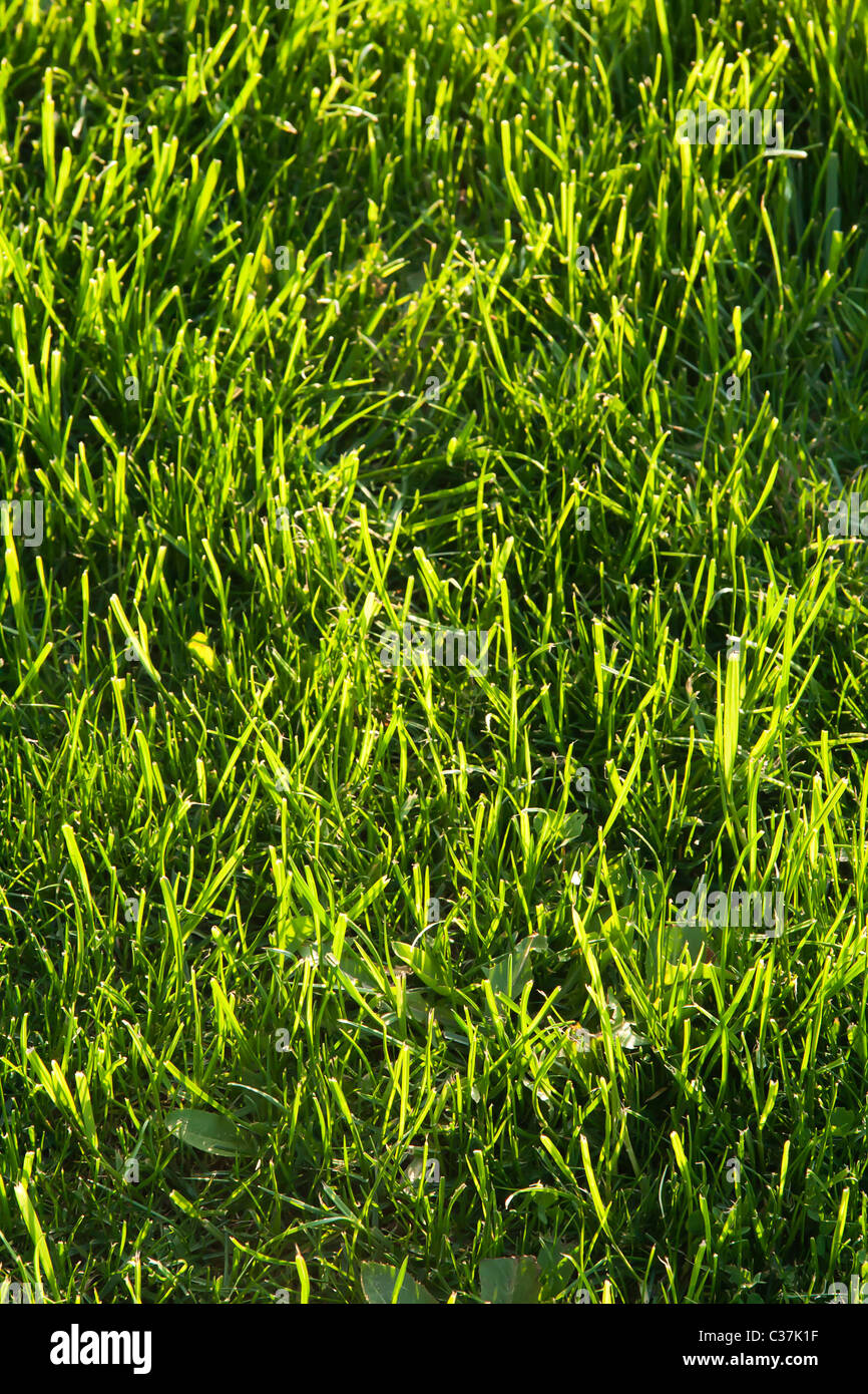 Stubborn grass stock image. Image of grey, cargo, perspective - 9621555