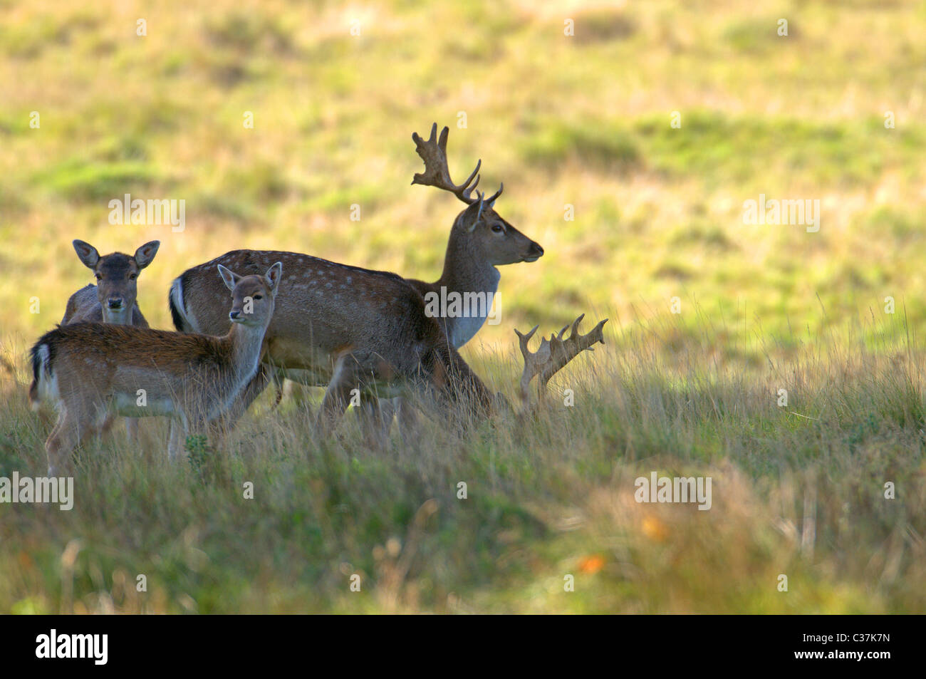 MALE AND FEMALE FALLOW DEER DAMA DAMA Stock Photo