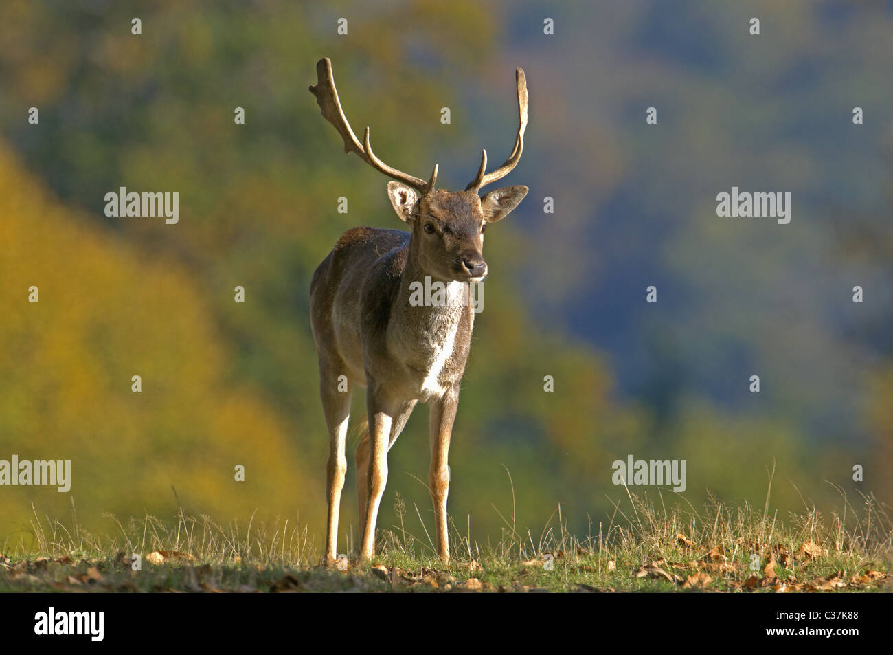 YOUNG MALE FALLOW DEER DAMA DAMA Stock Photo