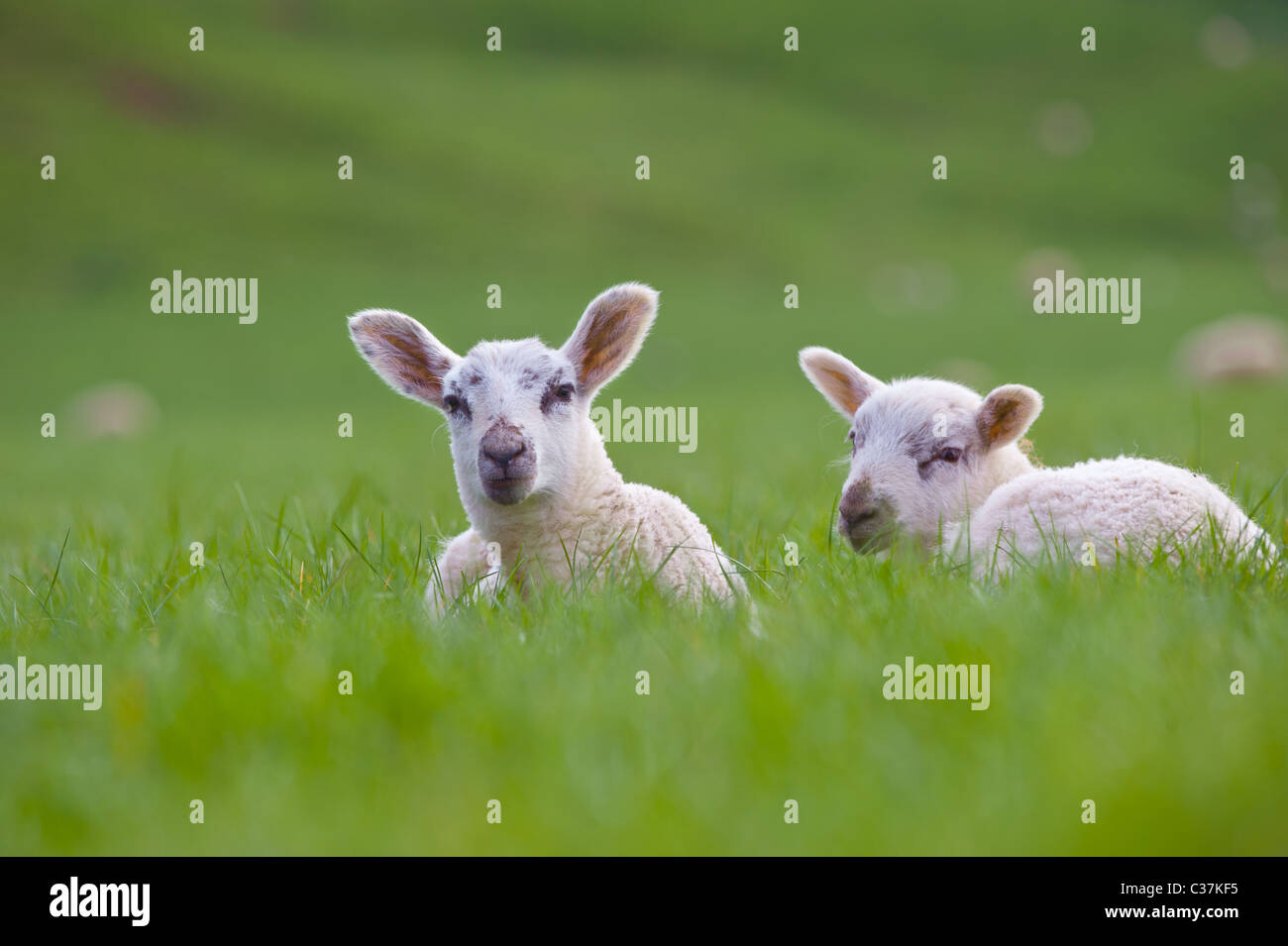 Lambs in field. Stock Photo