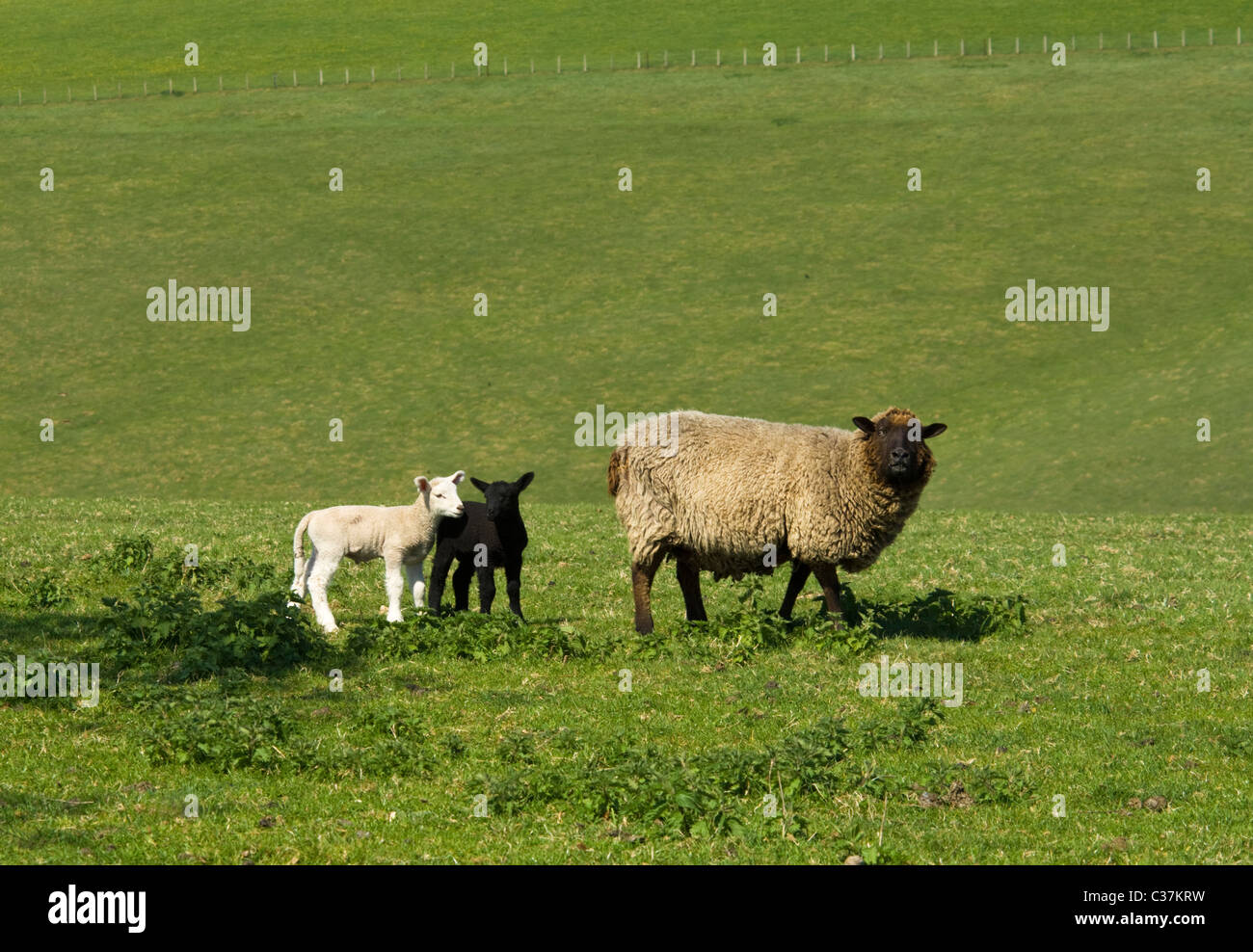 Sheep and Lambs Old Winchester Hill Hampshire UK Stock Photo