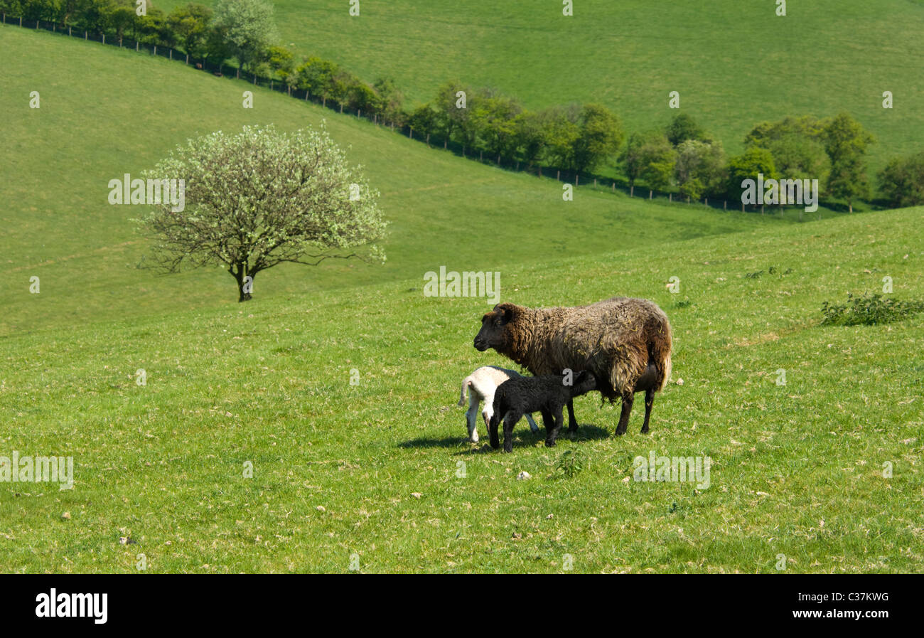 Sheep and Lambs Old Winchester Hill Hampshire UK Stock Photo