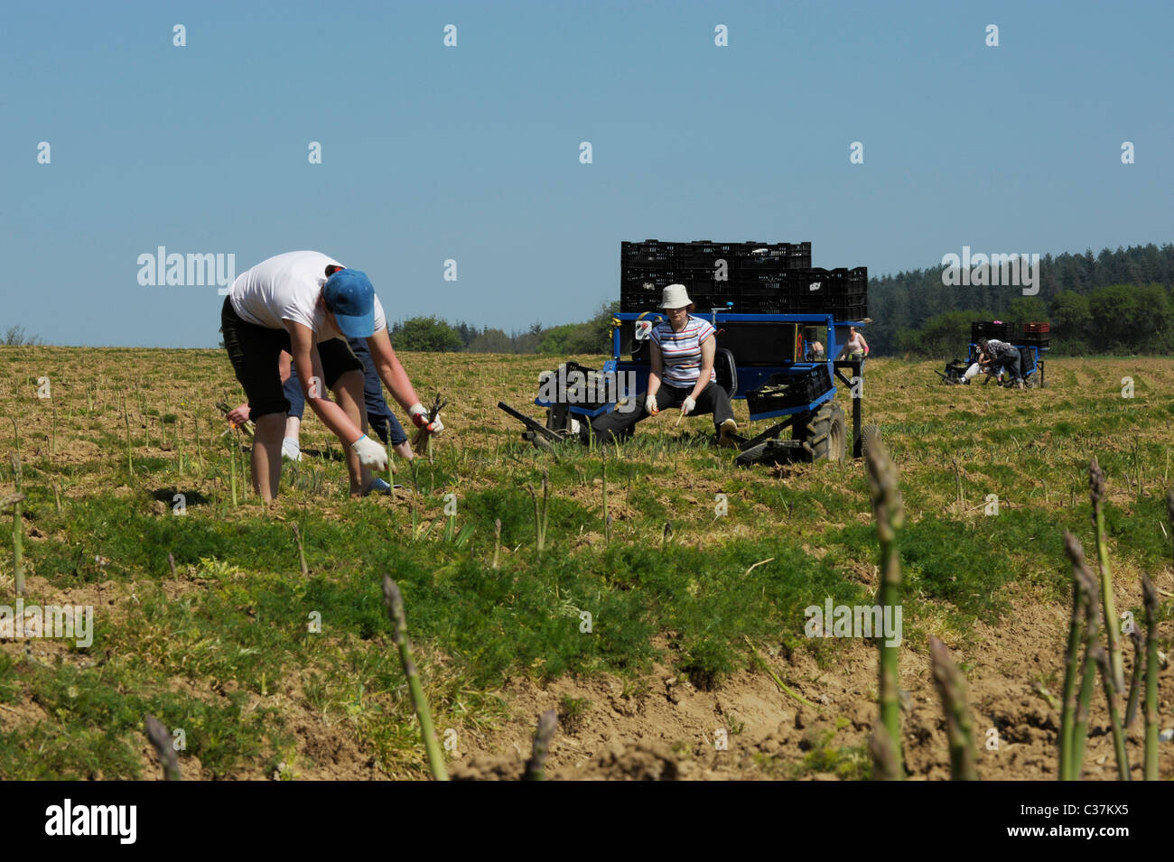 English asparagus being picked by migrant workers in West Sussex, England Stock Photo