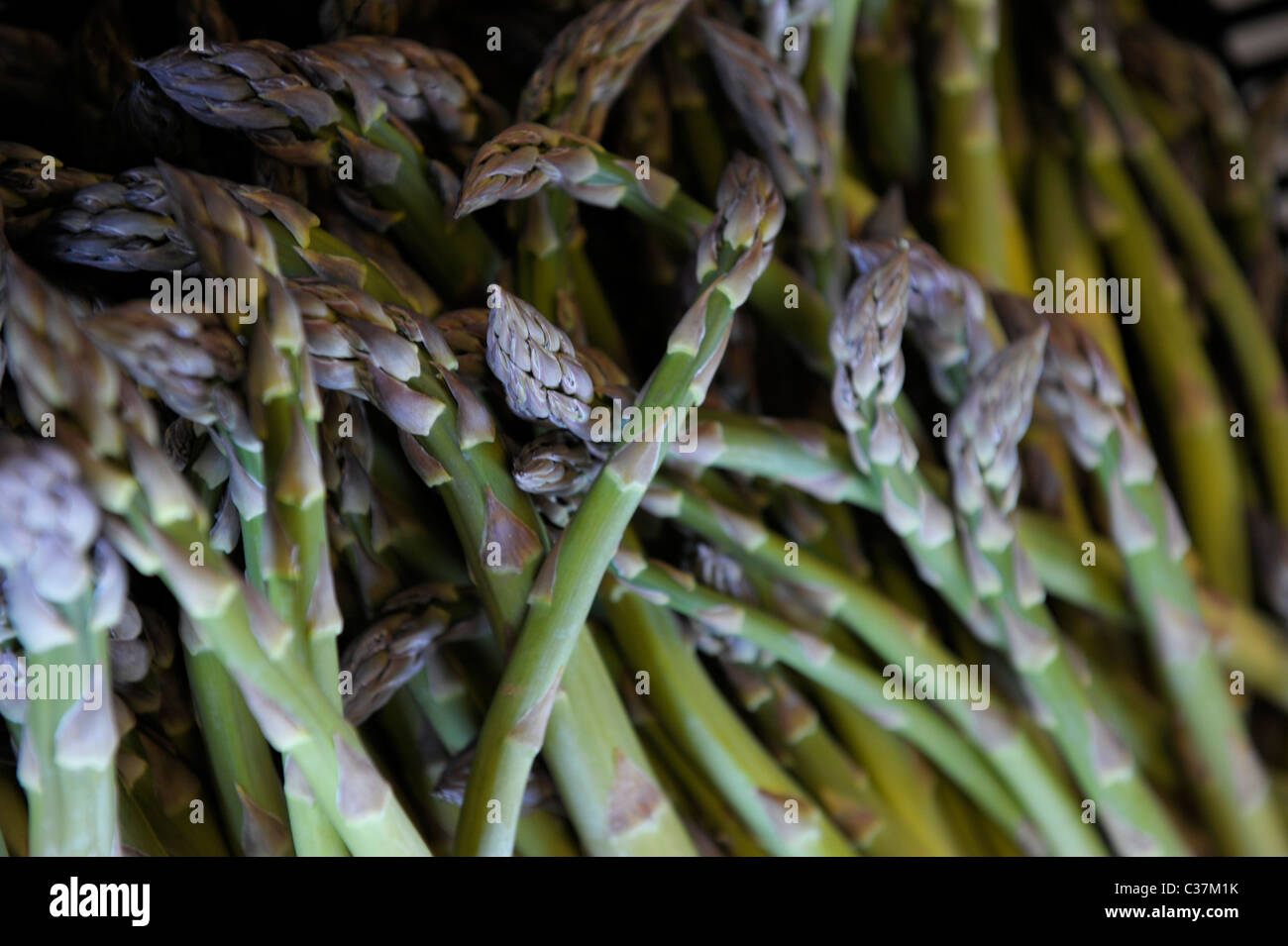 English asparagus growing in Sussex Stock Photo Alamy