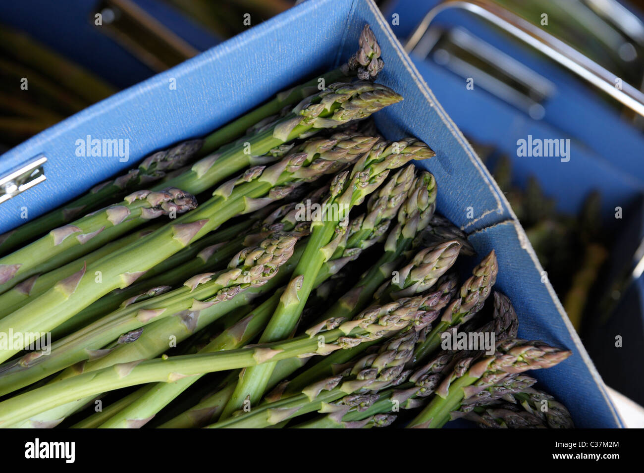 English asparagus growing in Sussex Stock Photo Alamy