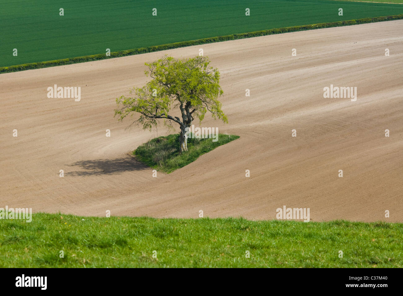 Lone tree in field on hi-res stock photography and images - Alamy