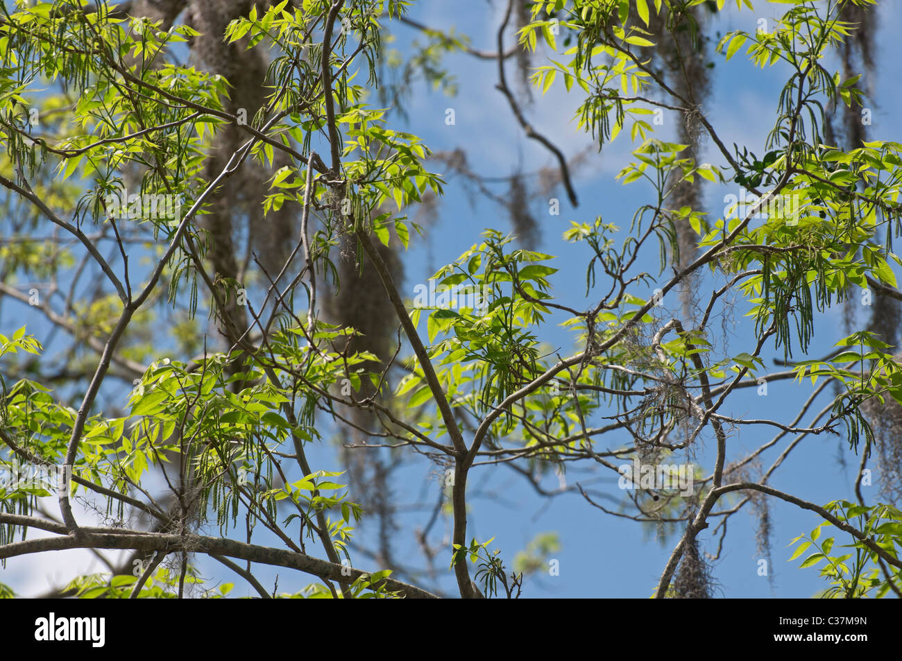 Dudley Farm State Historic Site Newberry Florida new growth pecan tree Stock Photo