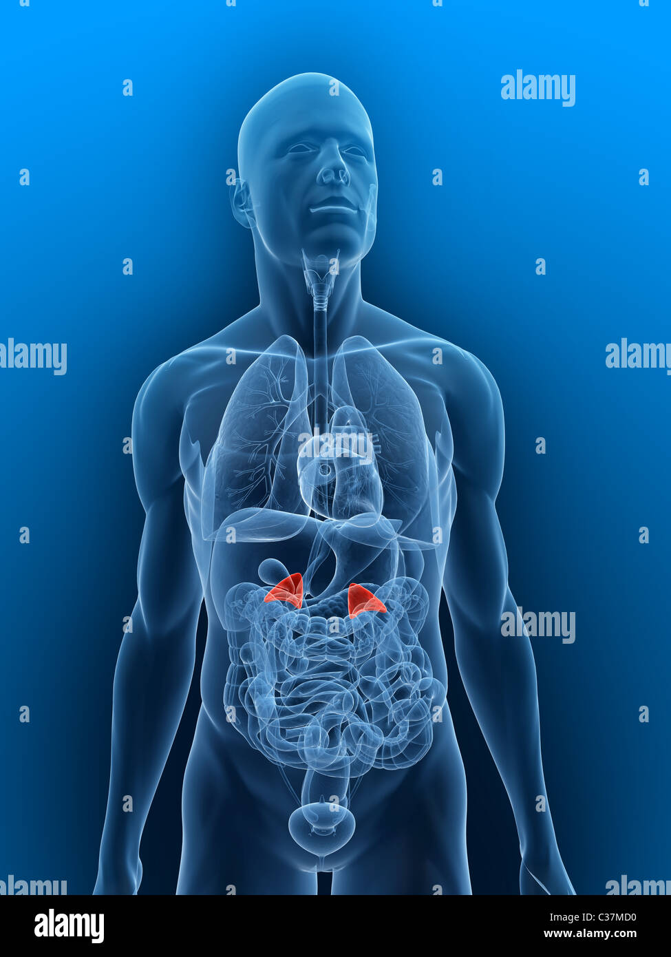 human adrenal glands Stock Photo
