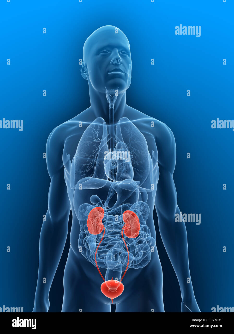 Urinary system hi-res stock photography and images - Alamy