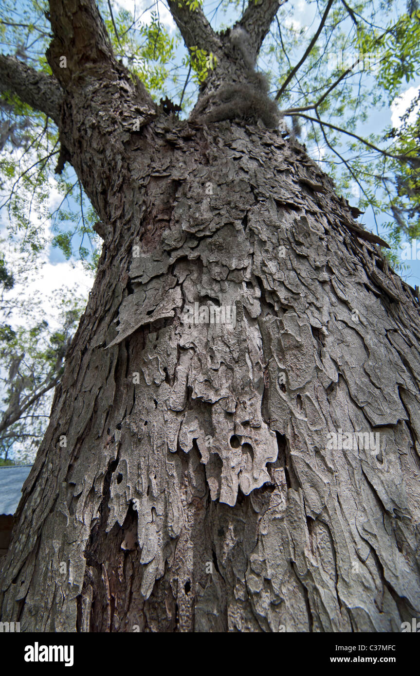 Pecan Tree Bark Identification