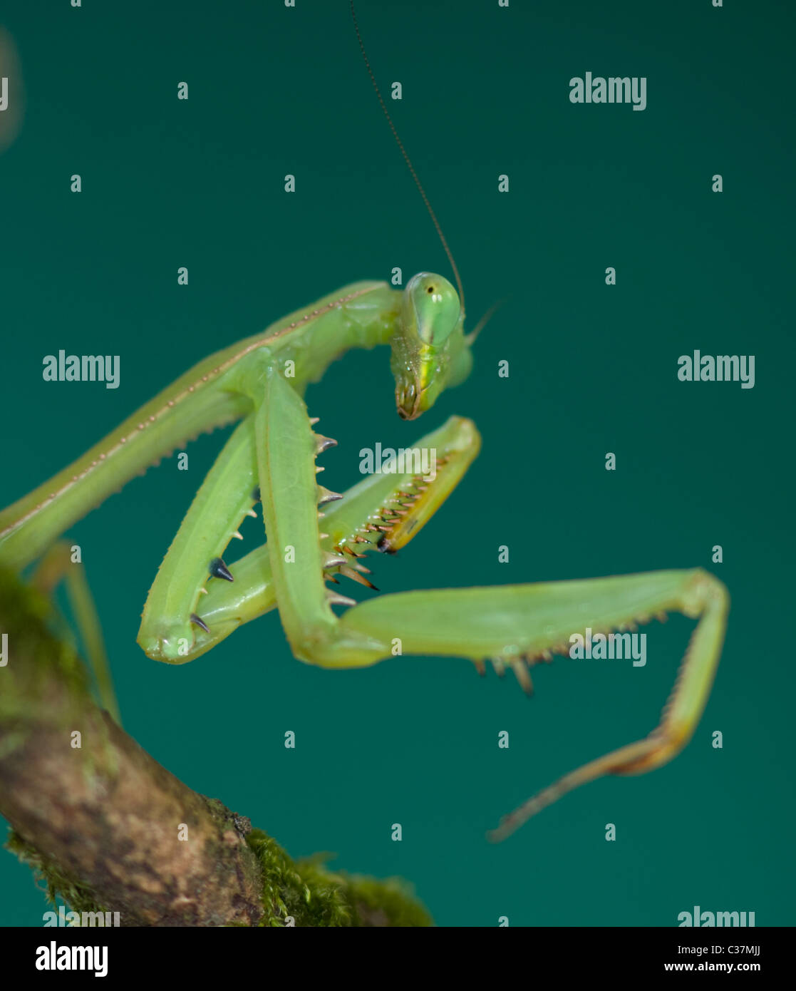 Praying Mantis (Stagmomantis theophila) showing spiny legs Stock Photo