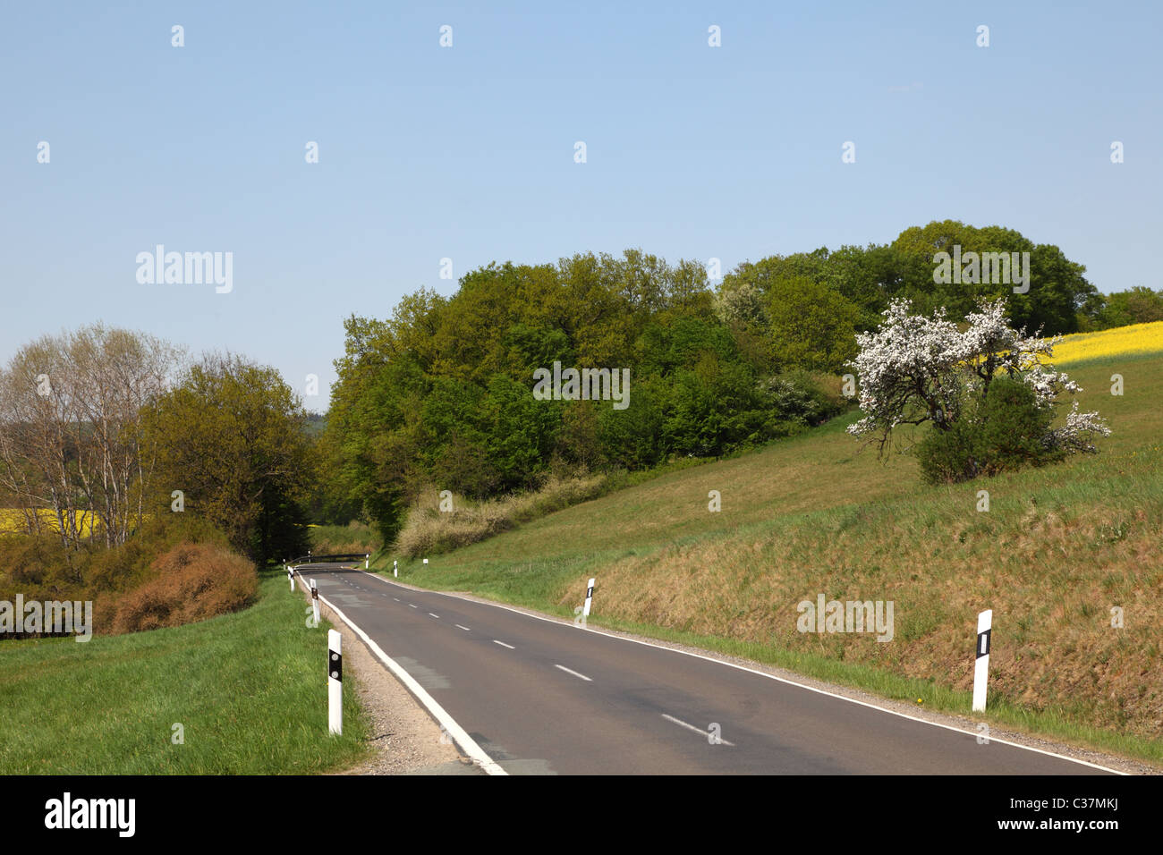 Country road with trees and meadows on the side Stock Photo