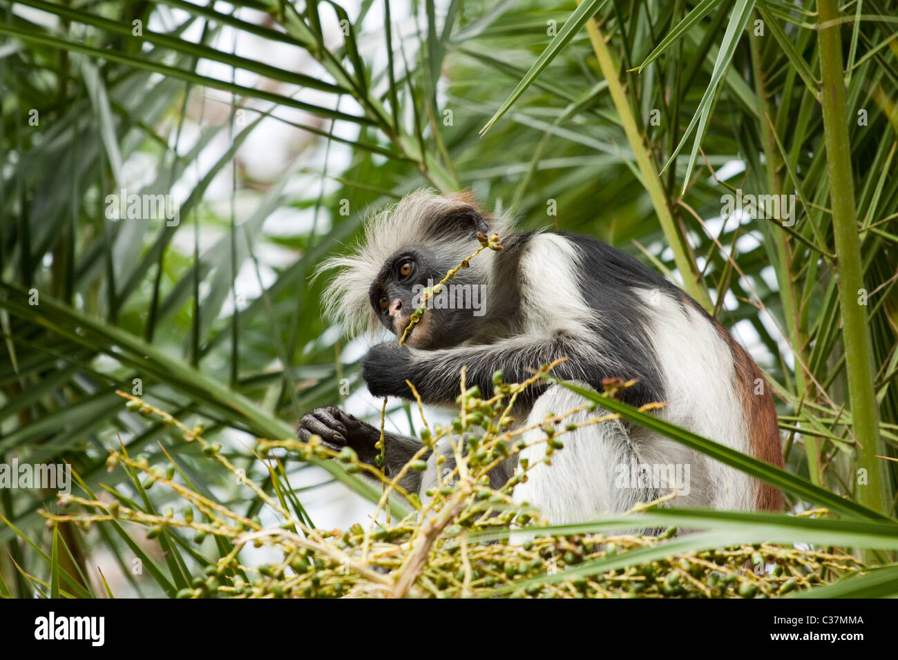 Zanzibar red colobus monkey (Procolobus kirkii) eating, Jozani National Park, Zanzibar, East Africa Stock Photo