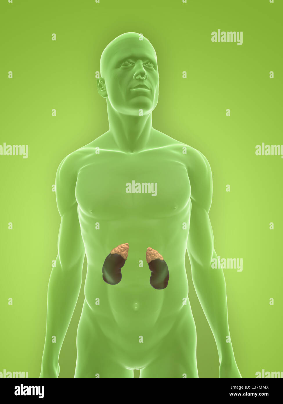 Kidneys human anatomy hi-res stock photography and images - Alamy