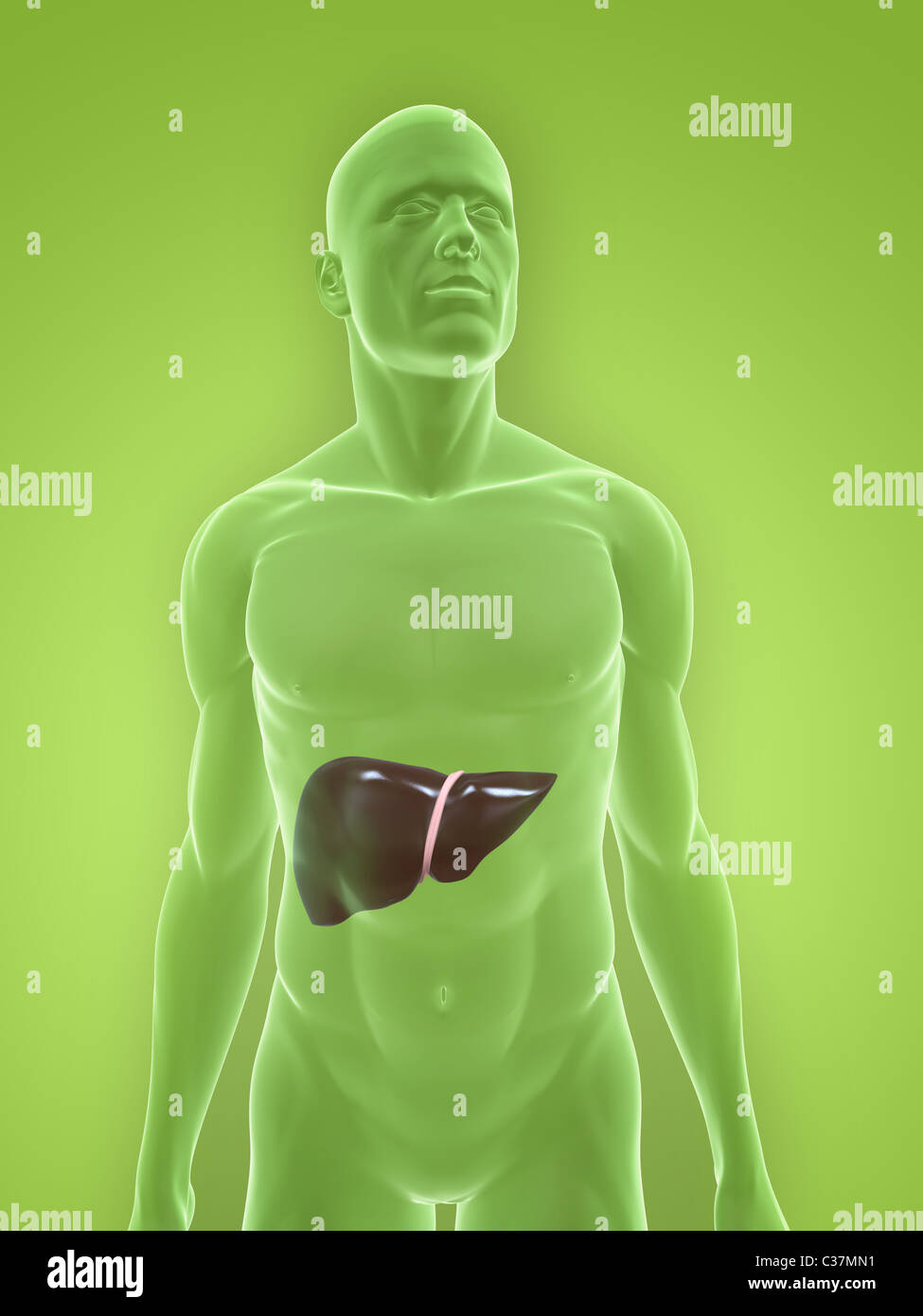 human liver Stock Photo