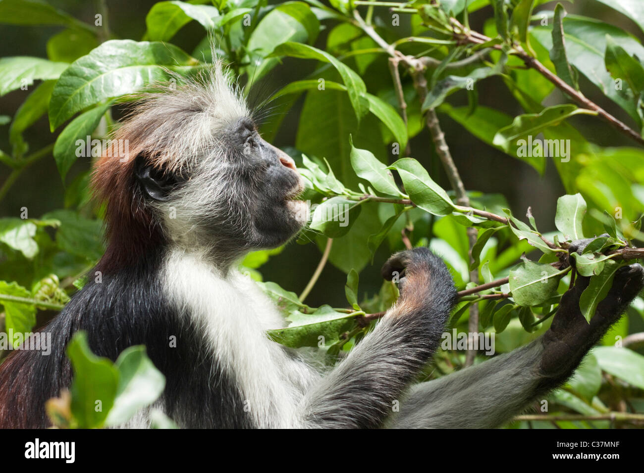 Zanzibar red colobus monkey (Procolobus kirkii) eating leaves, Jozani National Park, Zanzibar, East Africa Stock Photo