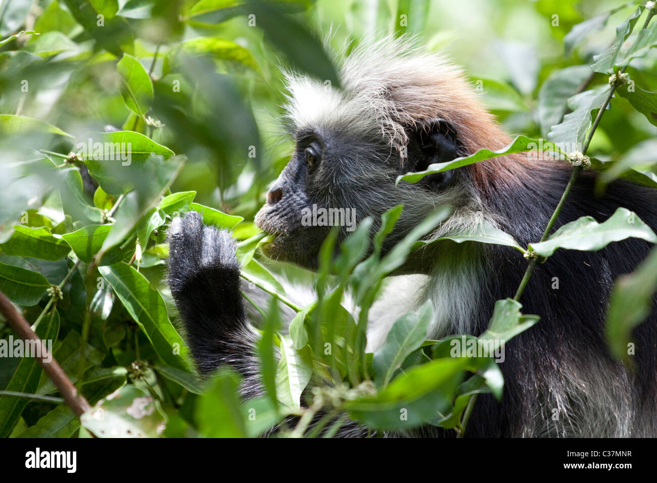 Zanzibar red colobus monkey (Procolobus kirkii) eating leaves, Jozani National Park, Zanzibar, East Africa Stock Photo