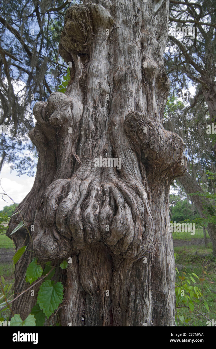 Dudley Farm State Historic Site Newberry Florida knotted trunk of old Southern Red cedar trees alongside farm fields Stock Photo