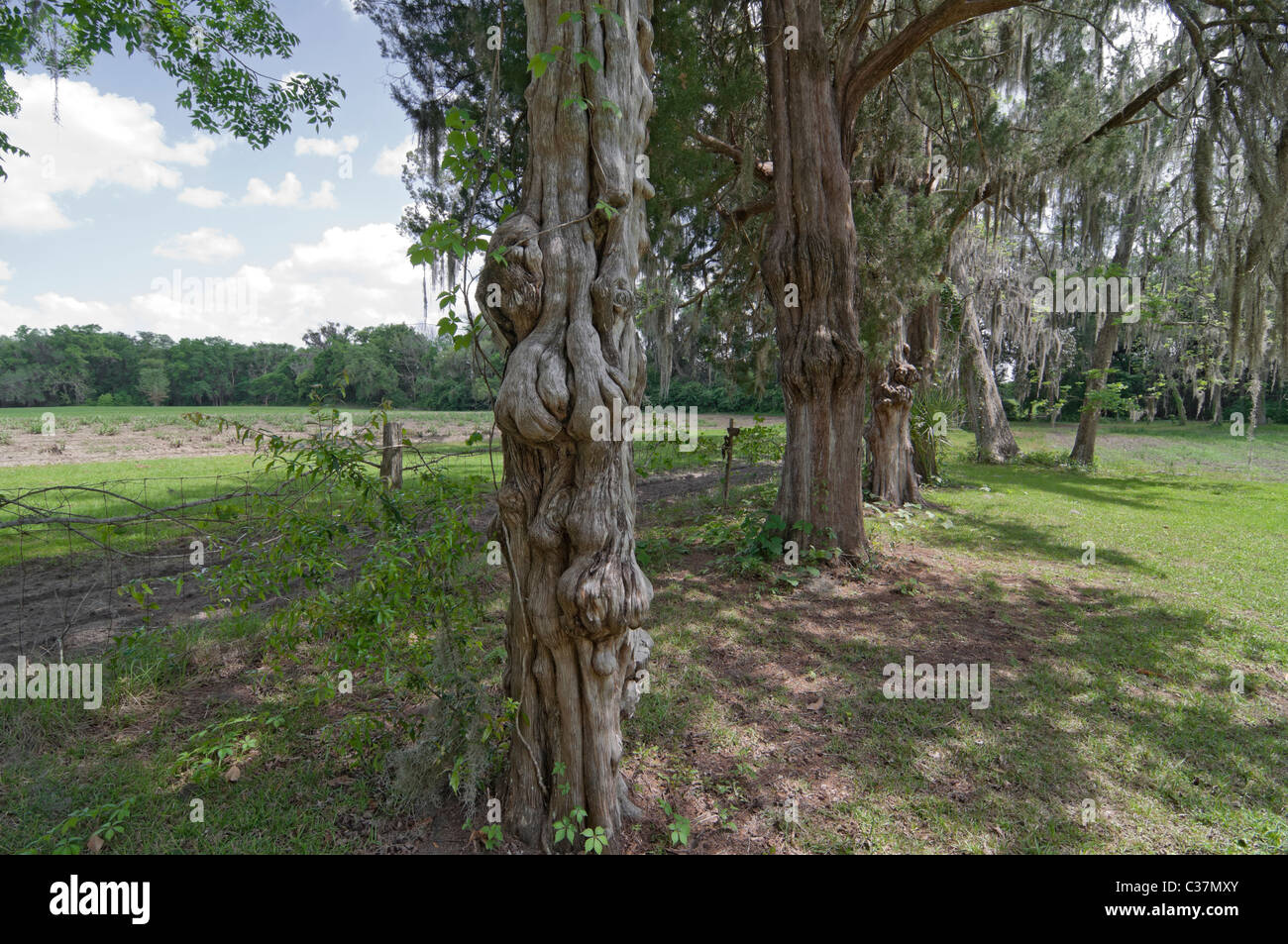 Dudley Farm State Historic Site Newberry Florida knotted trunk of old Southern Red cedar trees alongside farm fields Stock Photo