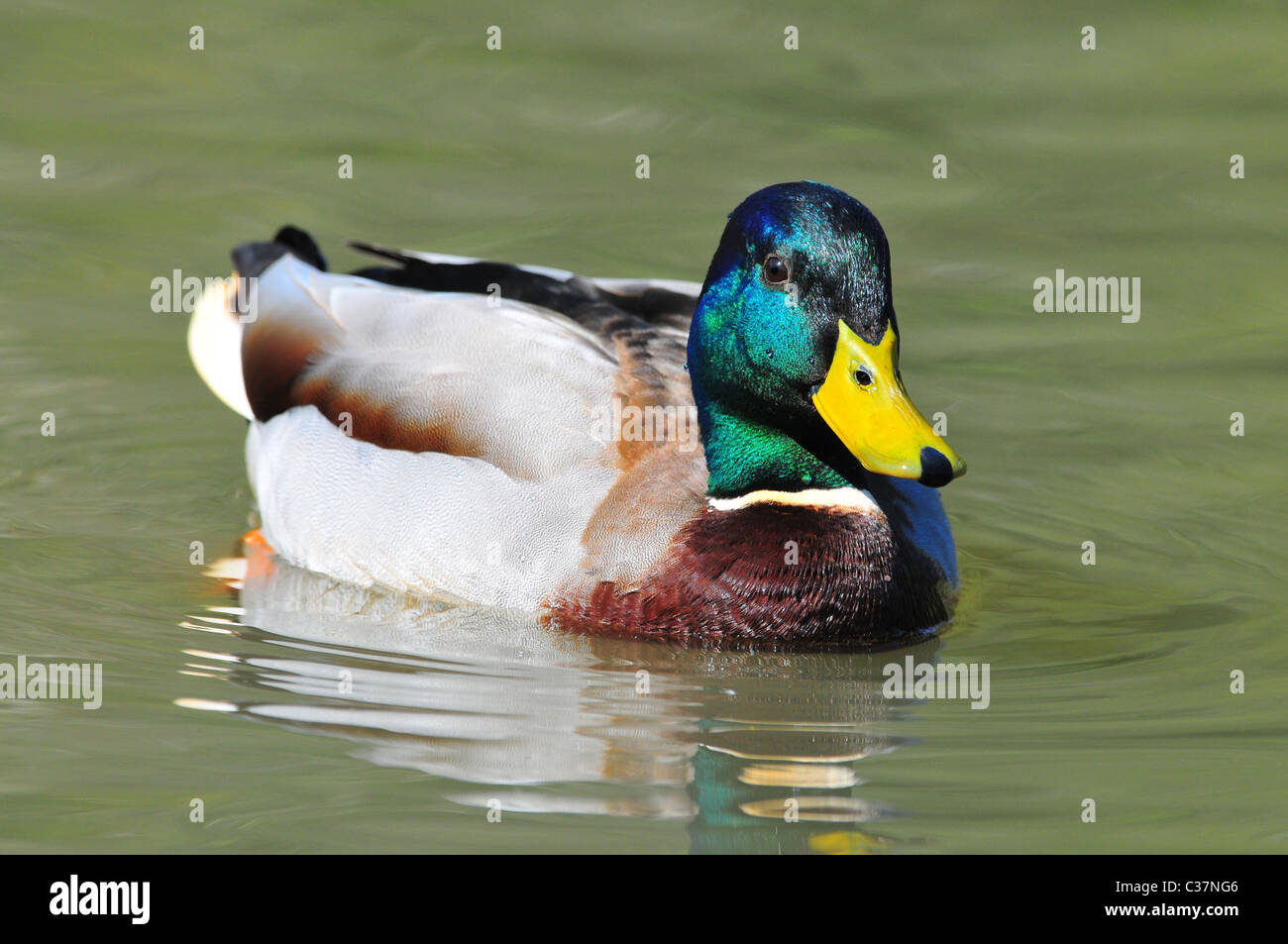 Drake male duck hi-res stock photography and images - Alamy