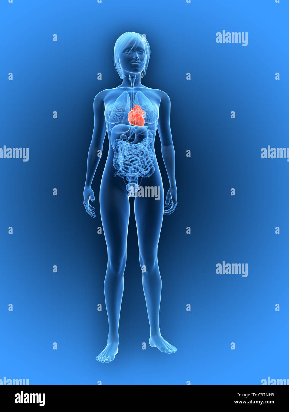 3d heart diagram hi-res stock photography and images - Alamy