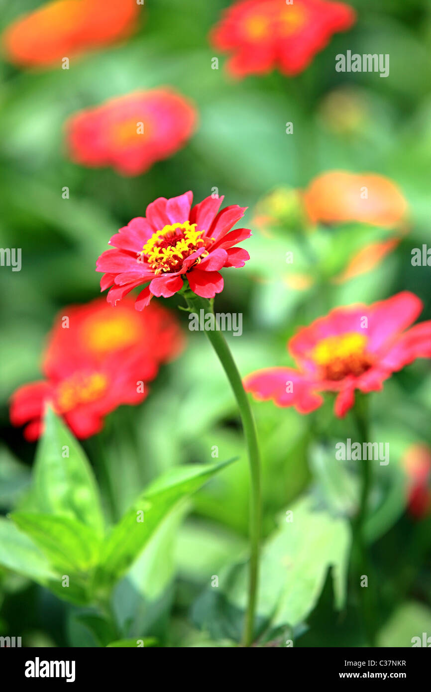Beautiful flowers in sri lanka hires stock photography and images Alamy