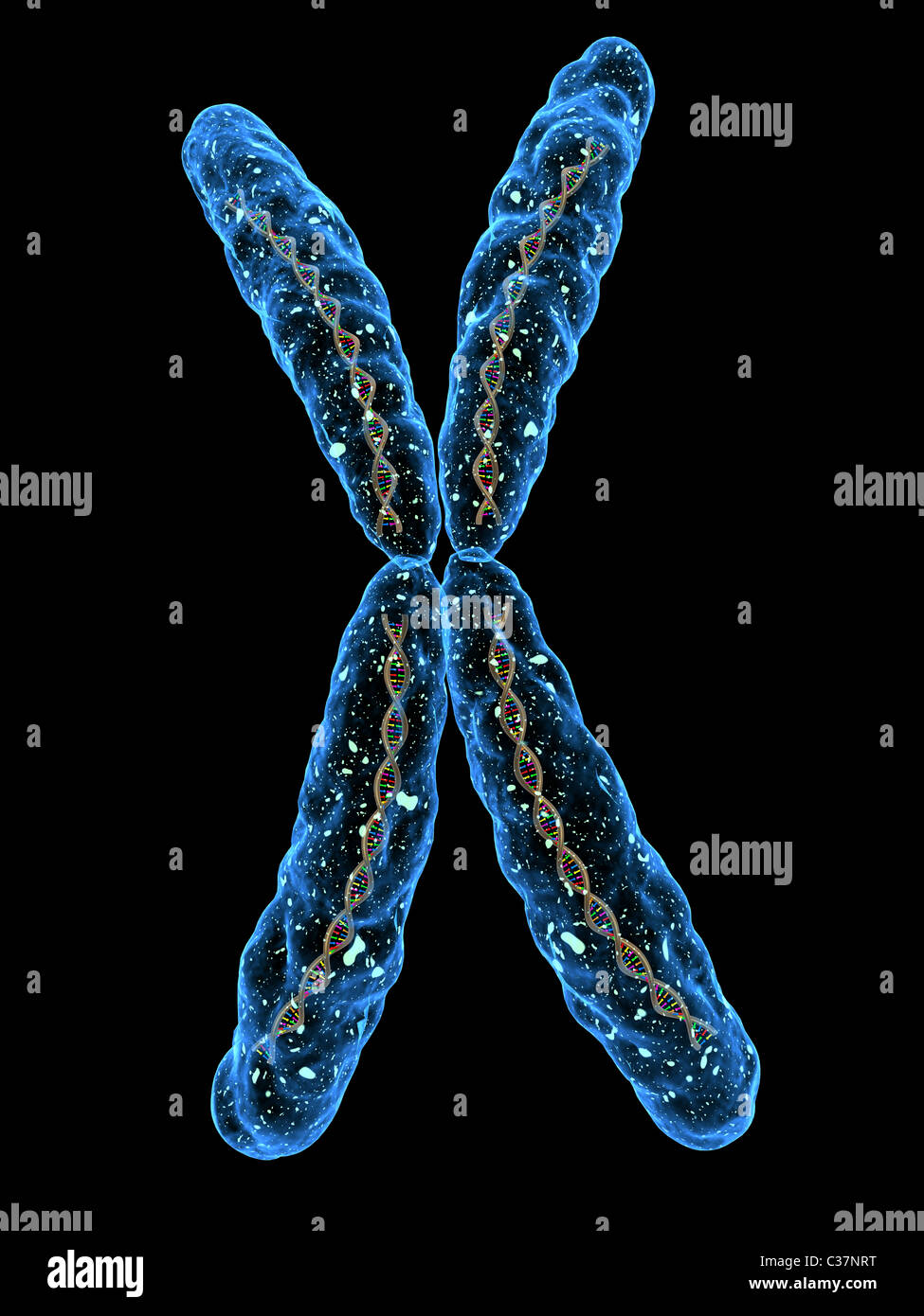 x - chromosome Stock Photo