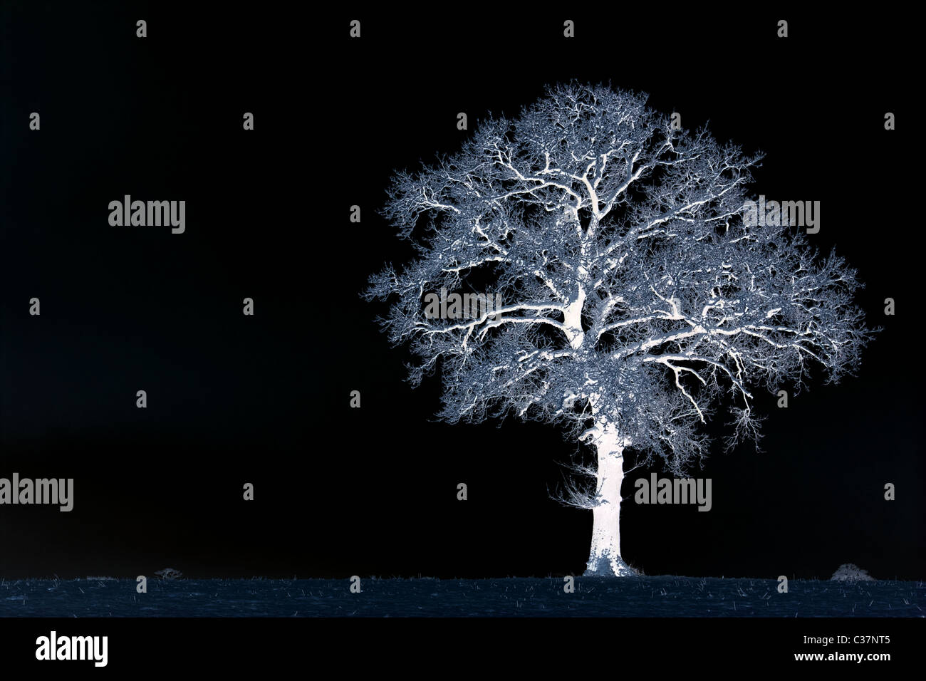 English Oak tree (Quercus robur) in snow , England , UK Stock Photo