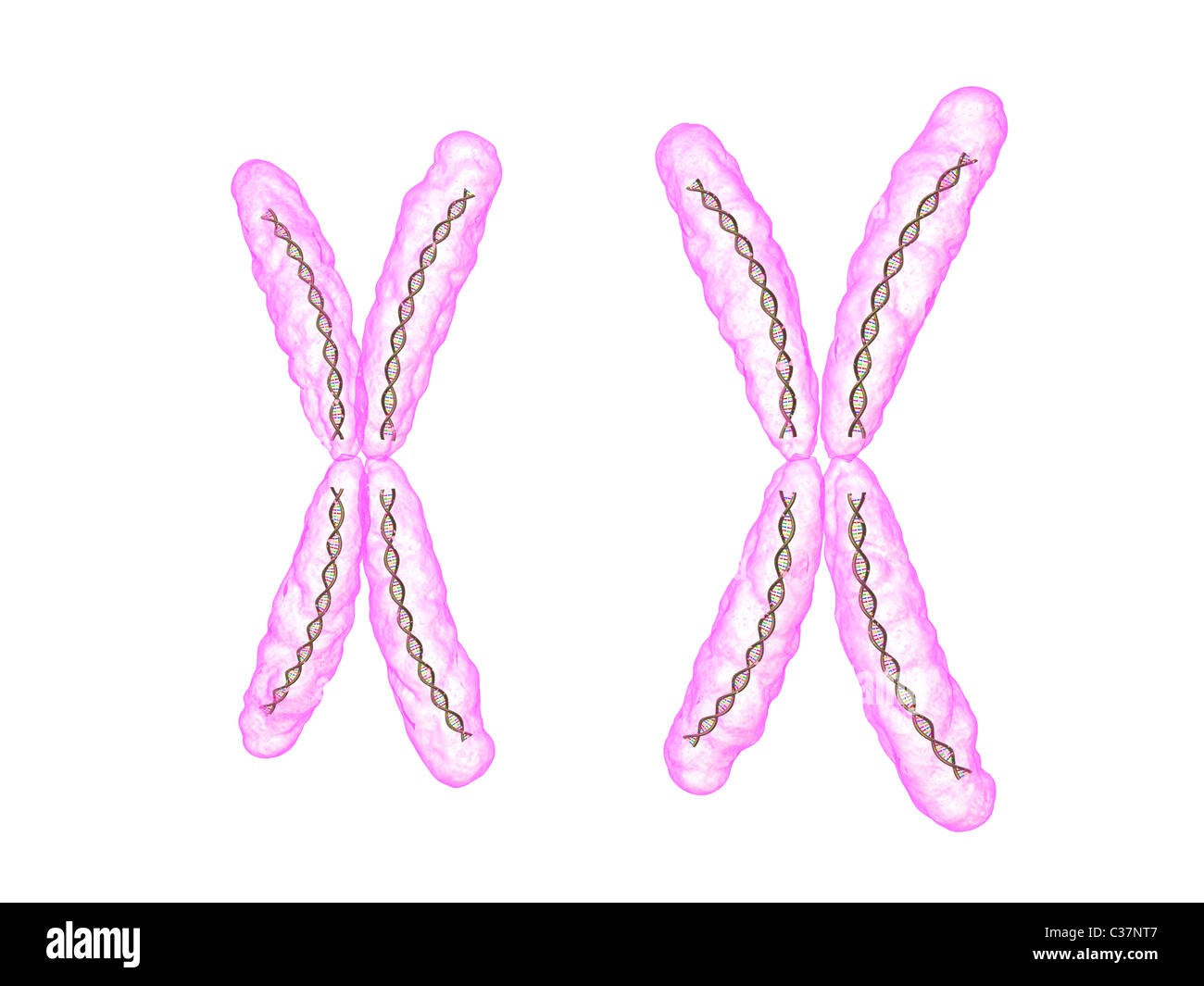 x - chromosome Stock Photo