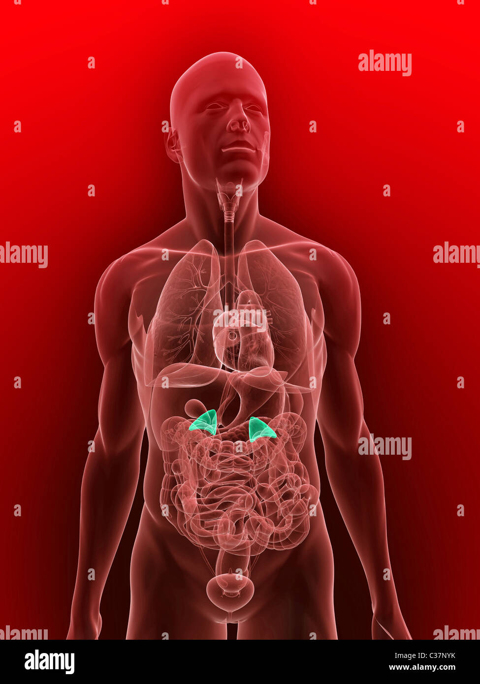 human adrenal glands Stock Photo