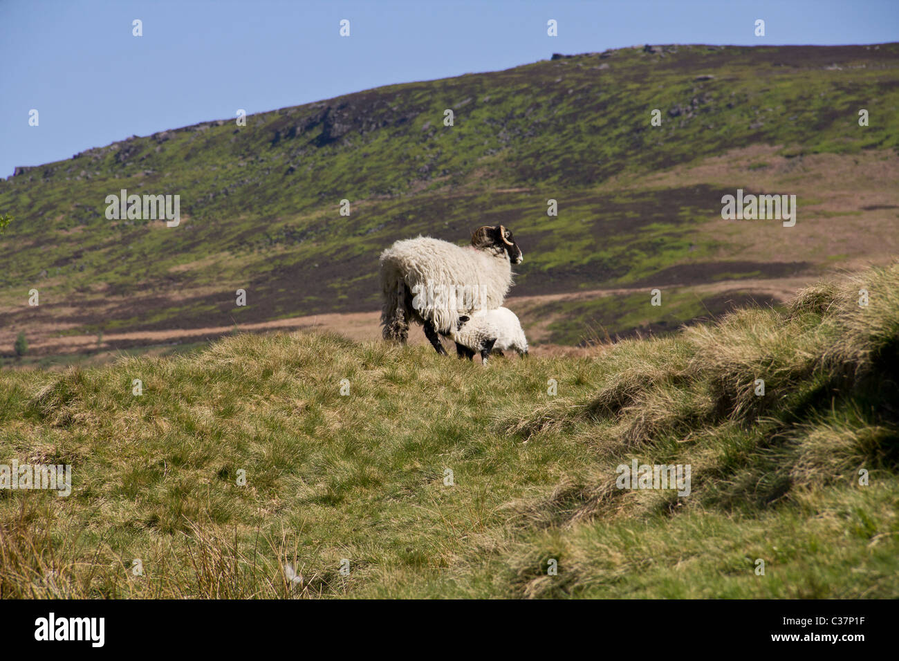 I love sheep and feel that moorland sheep are a bit special, hardier than their soft southern cousins Stock Photo